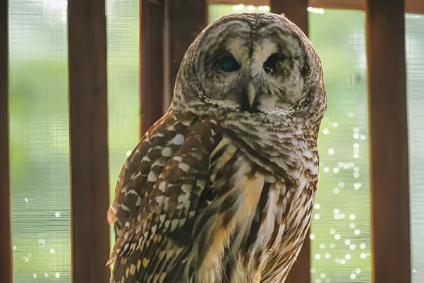 Shakespear (2005-2023), a Northern Saw-Whet Owl ambassador bird